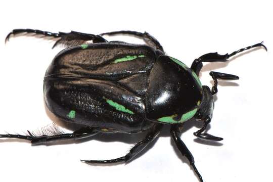 Image of Chlorobapta frontalis (Donovan 1805)