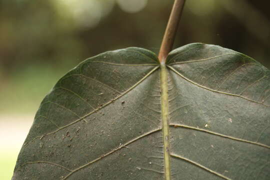 Ficus gigantosyce Dugand的圖片