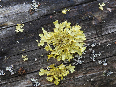 Image of Gilded Sunshine Lichen