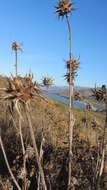 Image of cobwebby thistle