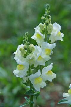 Image of Snap Dragons