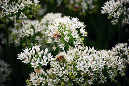 Image of slender pride of Rochester