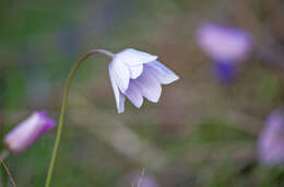 Image of broad-leaved anemone