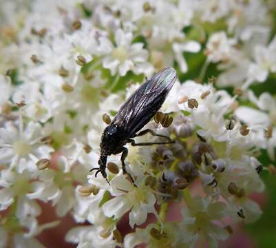 Image of Dilophus febrilis (Linnaeus 1758)