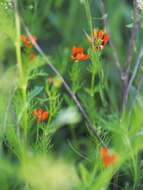 Image of pheasant's eye