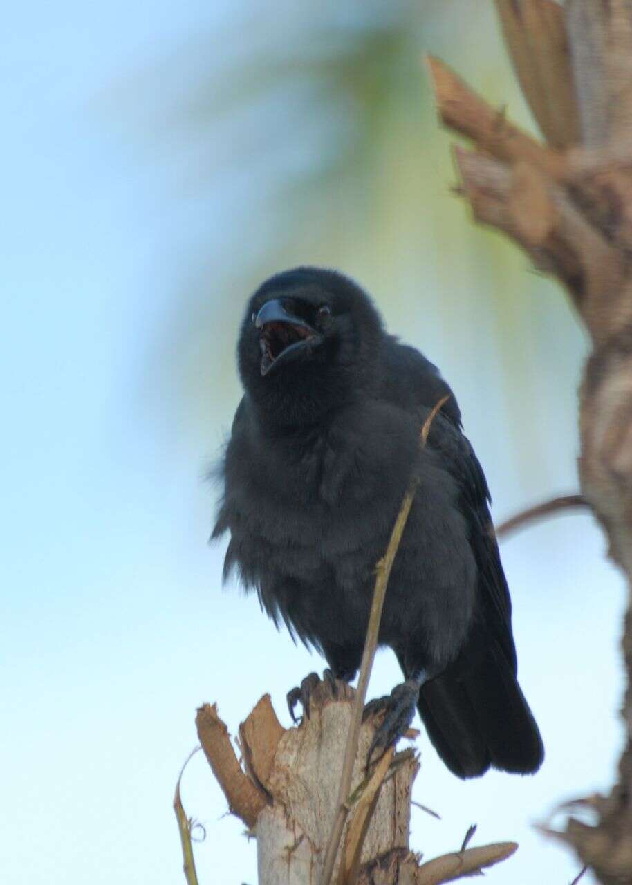 Image of Jamaican Crow