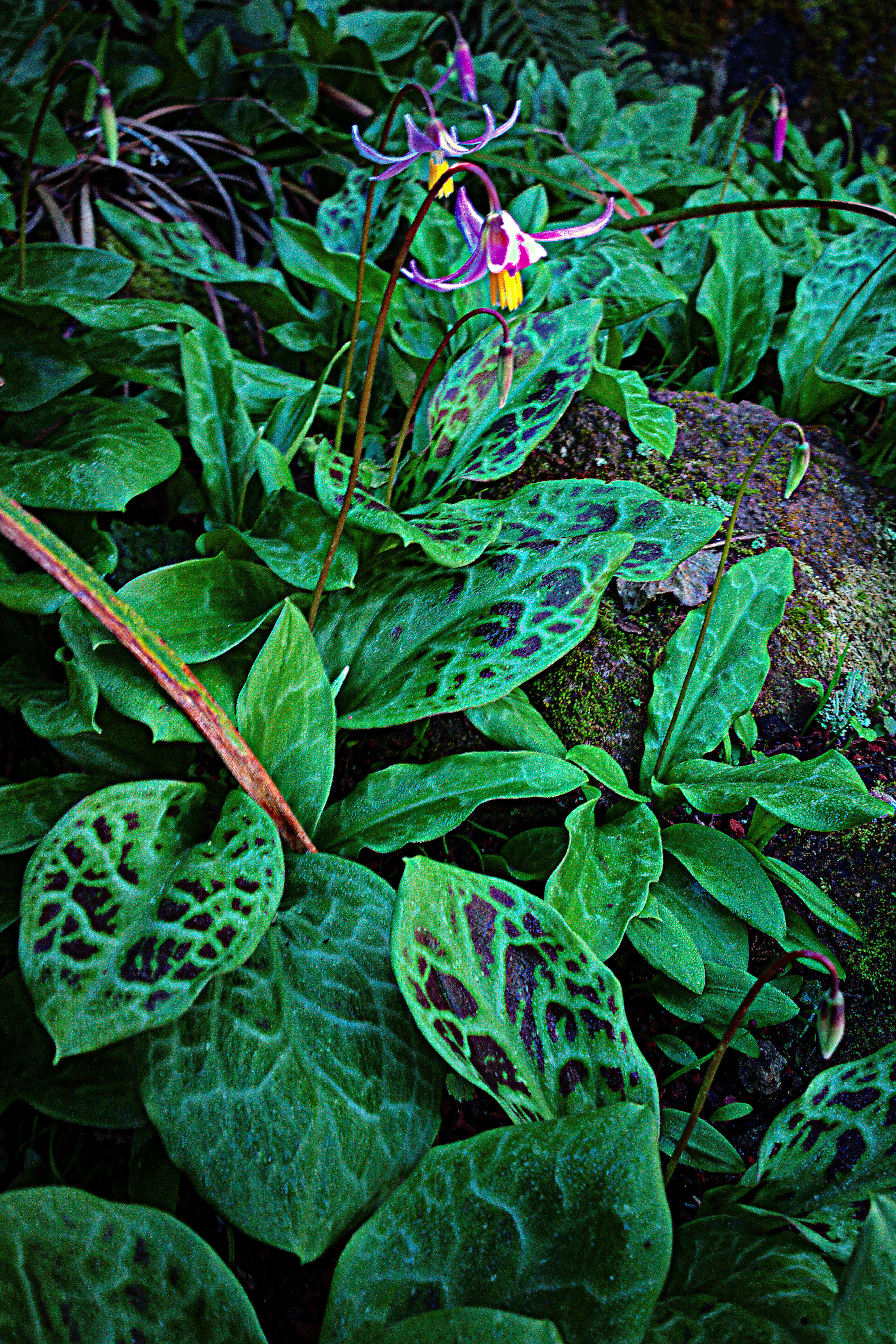 Image of mahogany fawnlily