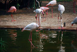 Imagem de Phoenicopterus roseus Pallas 1811