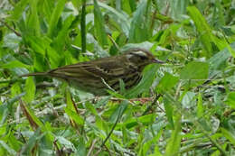 Слика од Anthus hodgsoni Richmond 1907