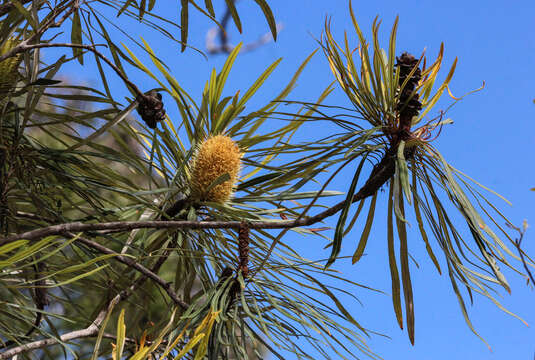 Image of northern banksia