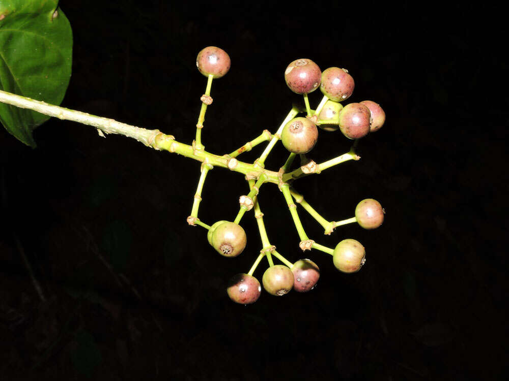 Imagem de Dendropanax caucanus (Harms) Harms