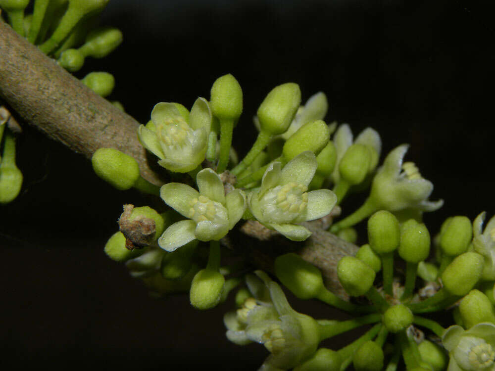 Image of Casearia hirsuta Sw.