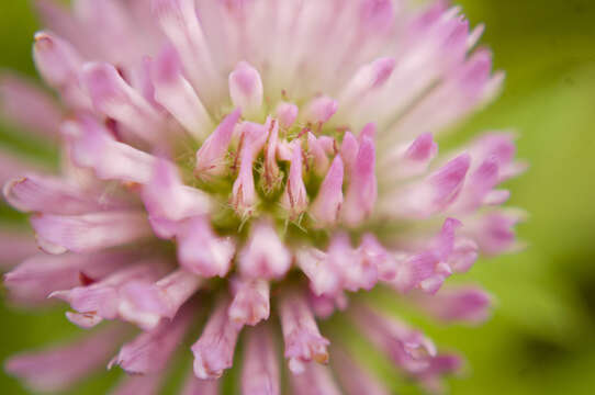 Plancia ëd Trifolium pratense L.