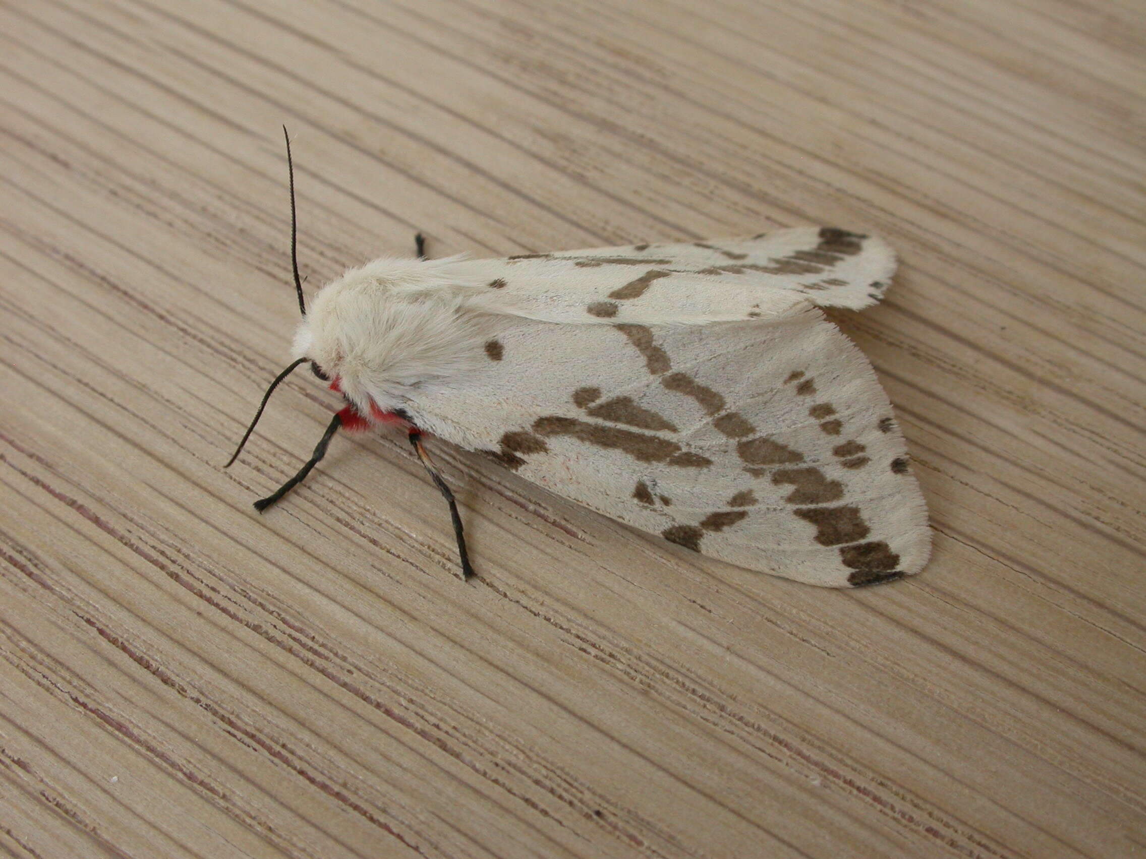 صورة Spilosoma canescens Butler 1875