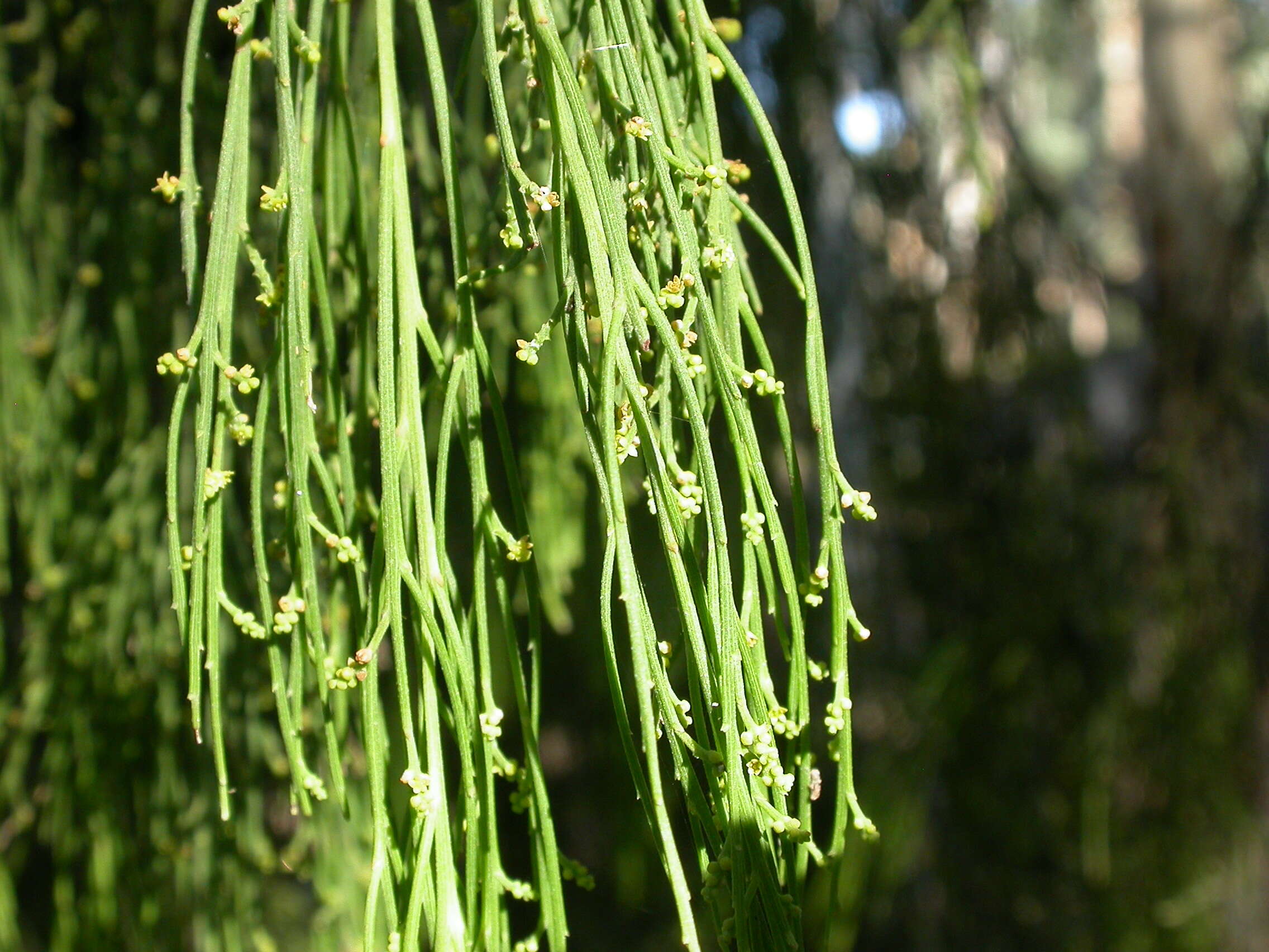 Image de Exocarpos cupressiformis Labill.