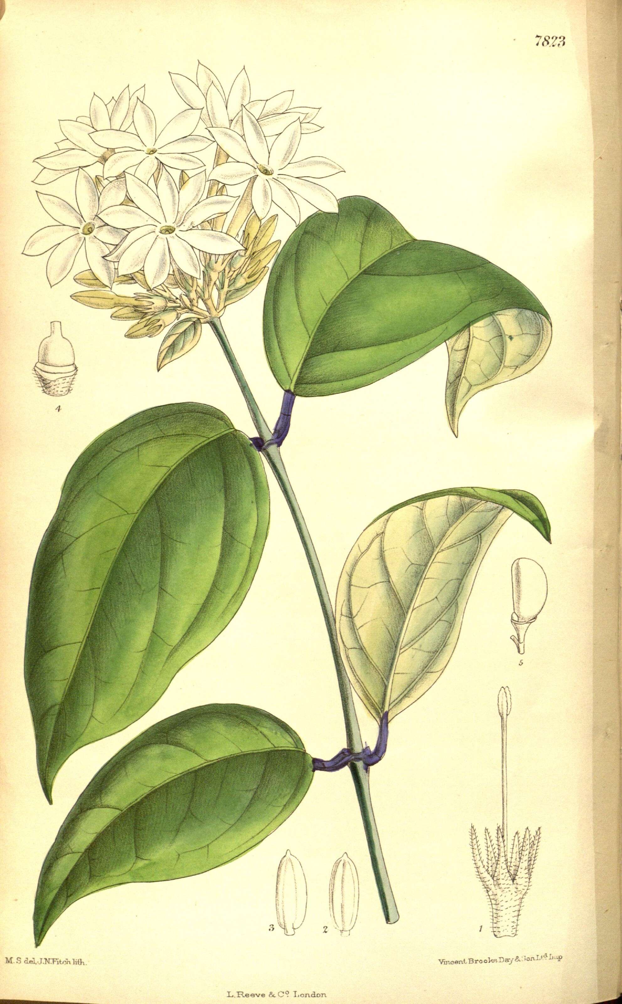 Plancia ëd Jasminum maingayi C. B. Clarke