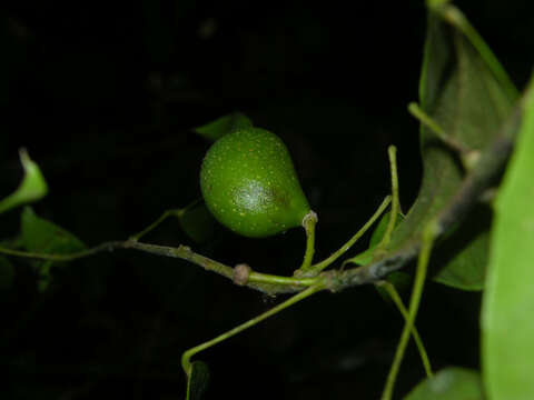 Image of Anomospermum reticulatum (C. Martius) Eichler