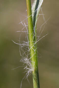 Luzula campestris (L.) DC. resmi