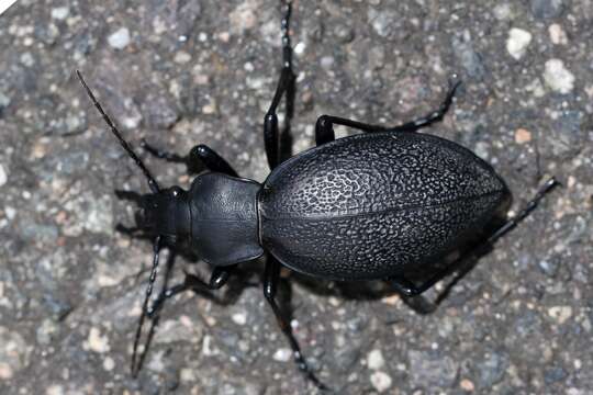 Image of Carabus (Procrustes) coriaceus Linnaeus 1758