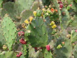 Image of Eastern Prickly Pear