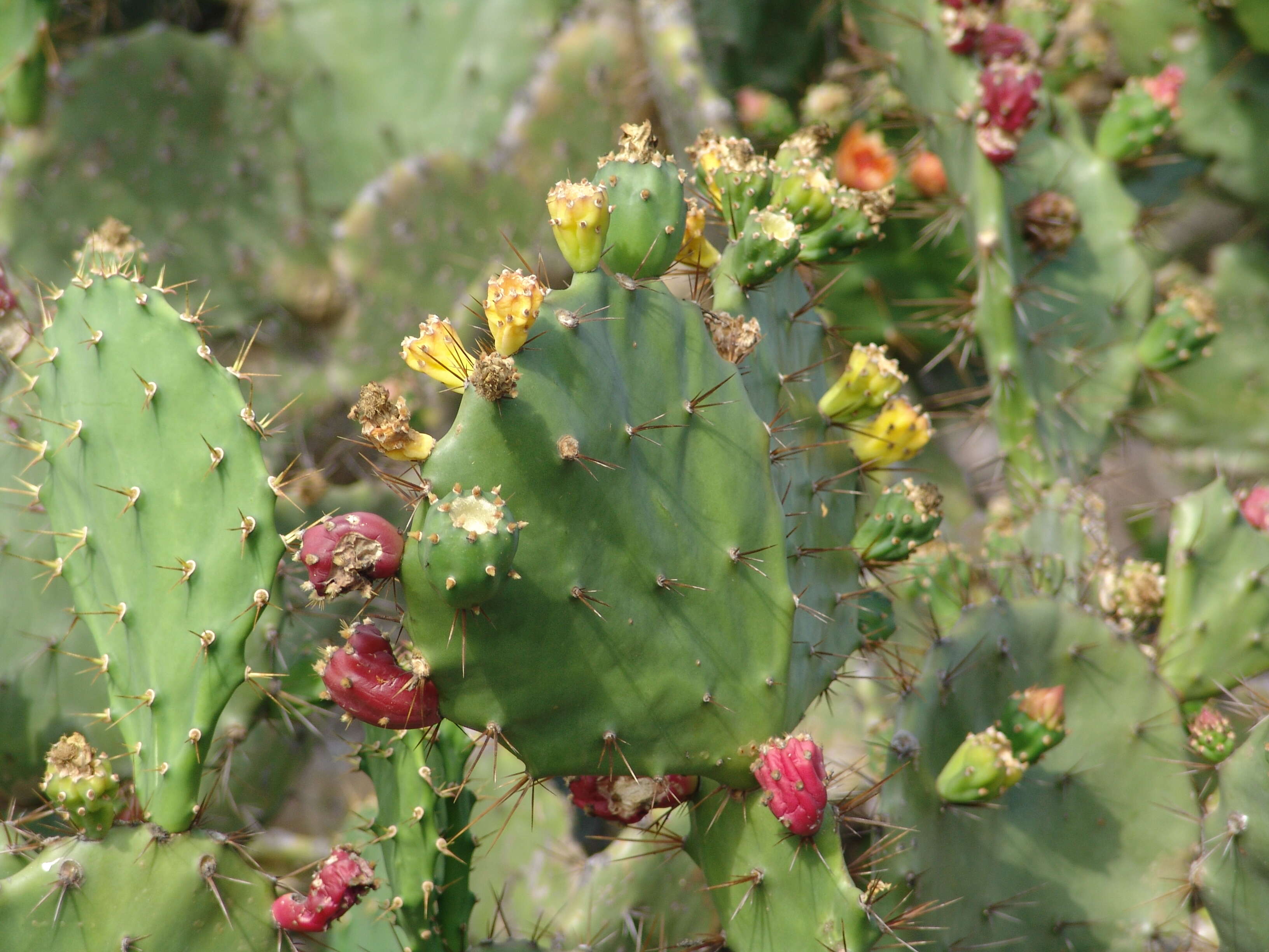 Image of Opuntia humifusa var. humifusa