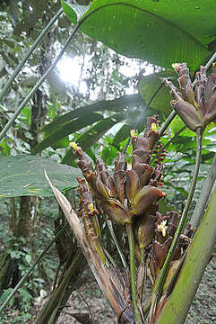 Plancia ëd Calathea marantina (Willd. ex Körn.) K. Koch