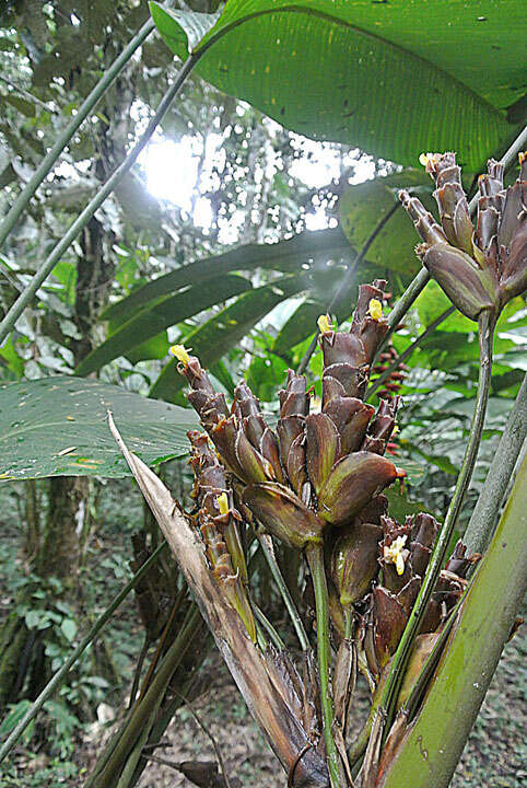 Image of calathea