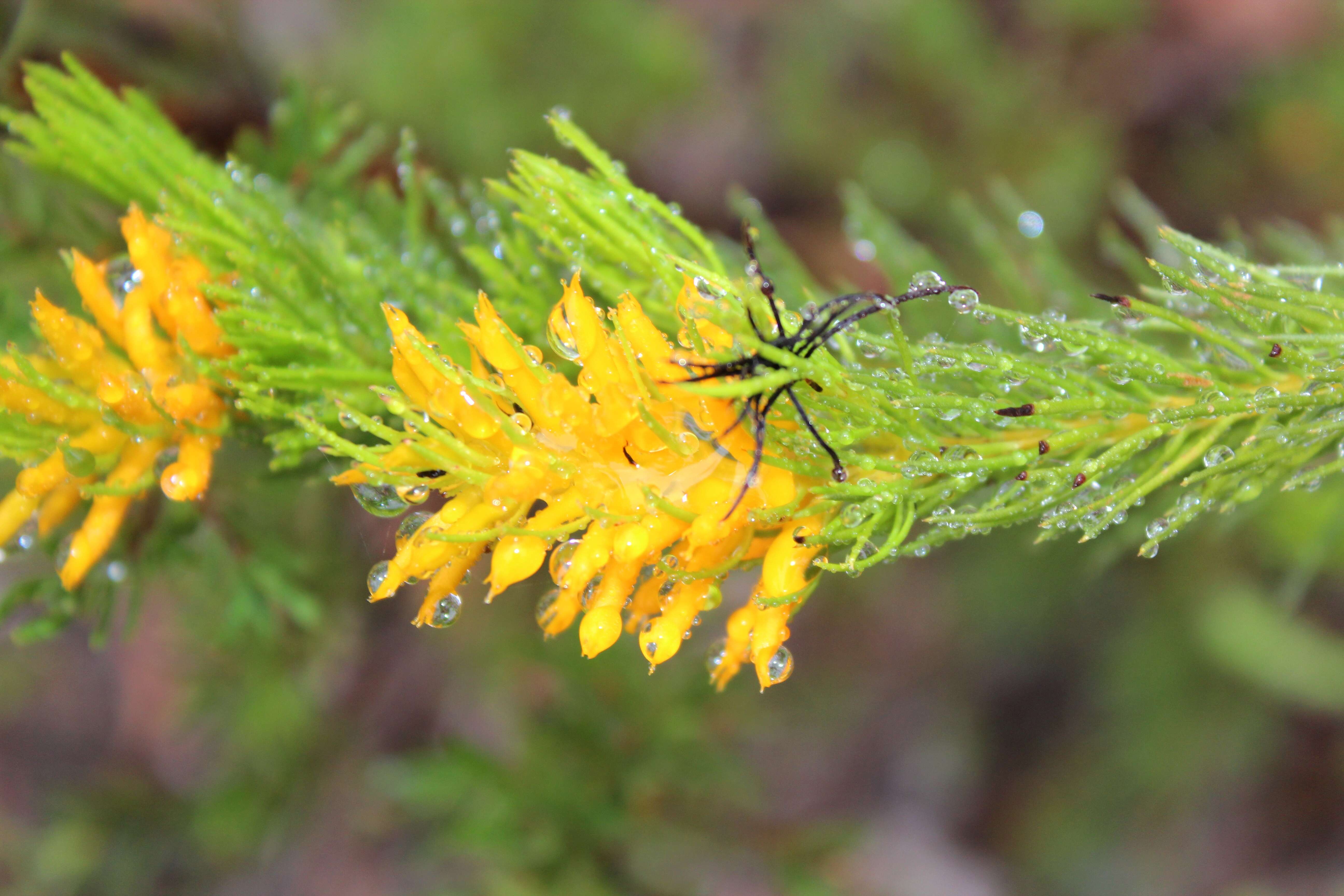 Image of Persoonia acerosa Sieber ex Schult. & Schult. fil.