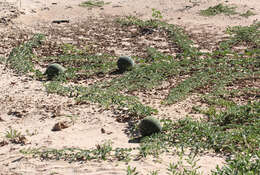 Image of Desert Vines