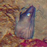 Image of Mottled Conger Moray