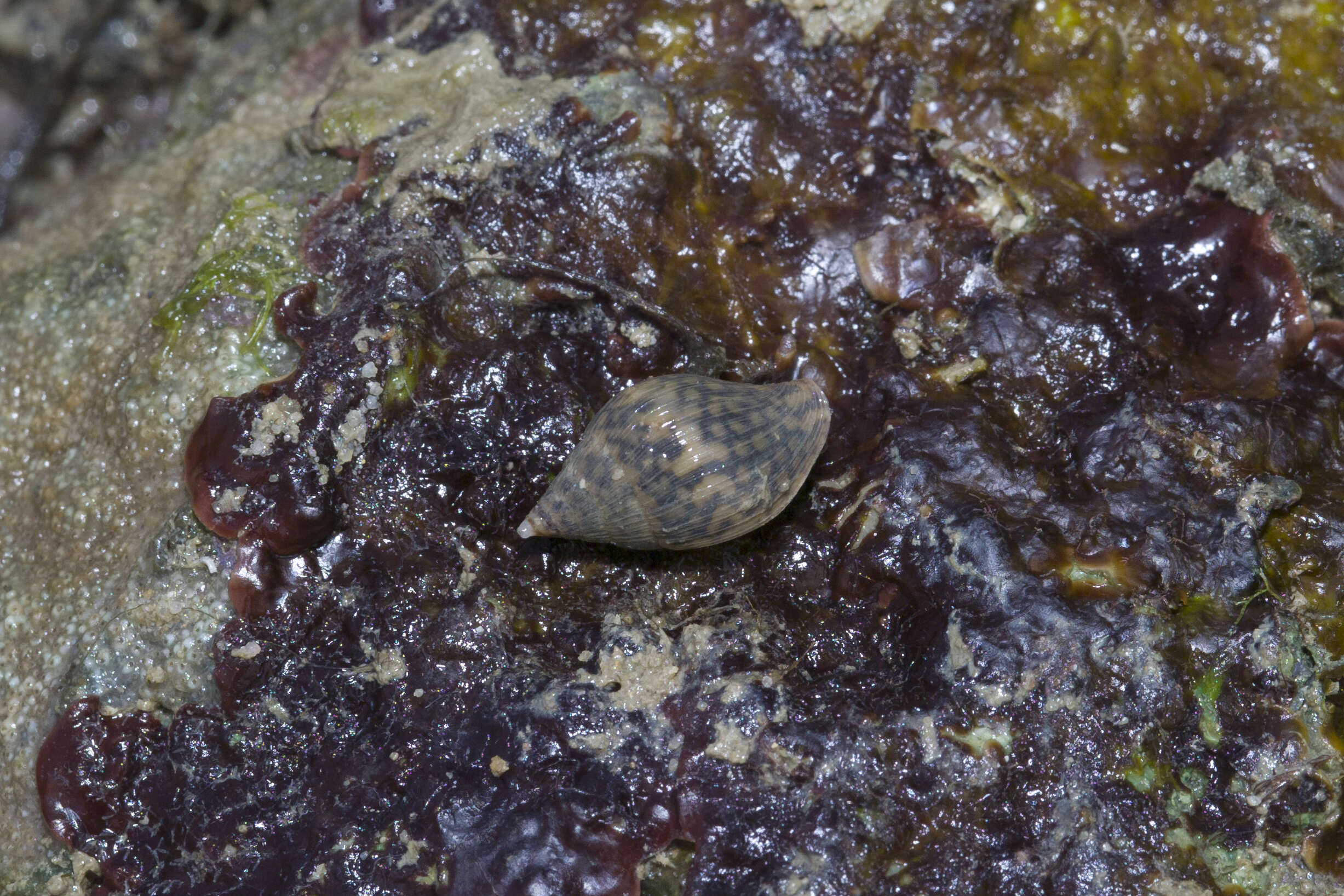 Image of Pardalinops