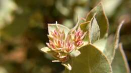 Слика од Arctostaphylos auriculata Eastw.