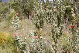 Image of Albany banksia