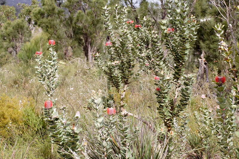 Image of Albany banksia