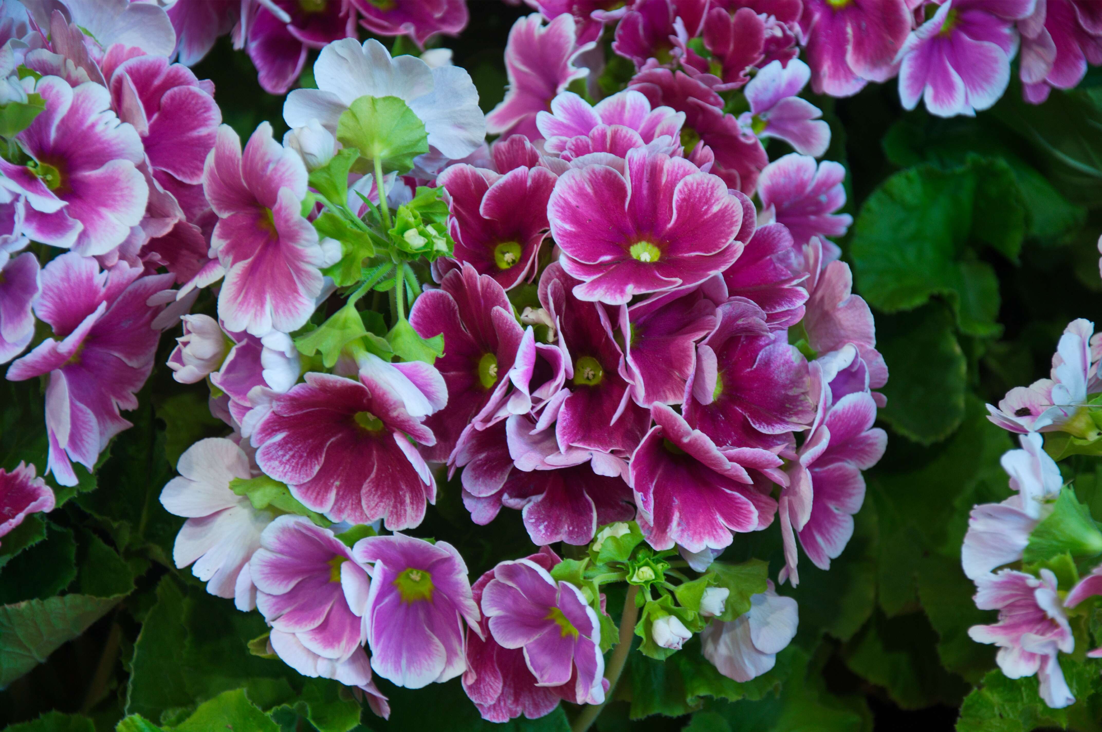 Image of Primula obconica Hance