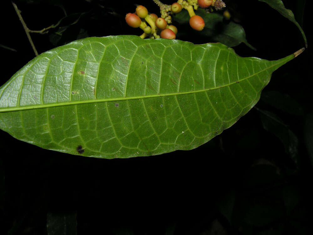 Image of Sorocea affinis Hemsl.