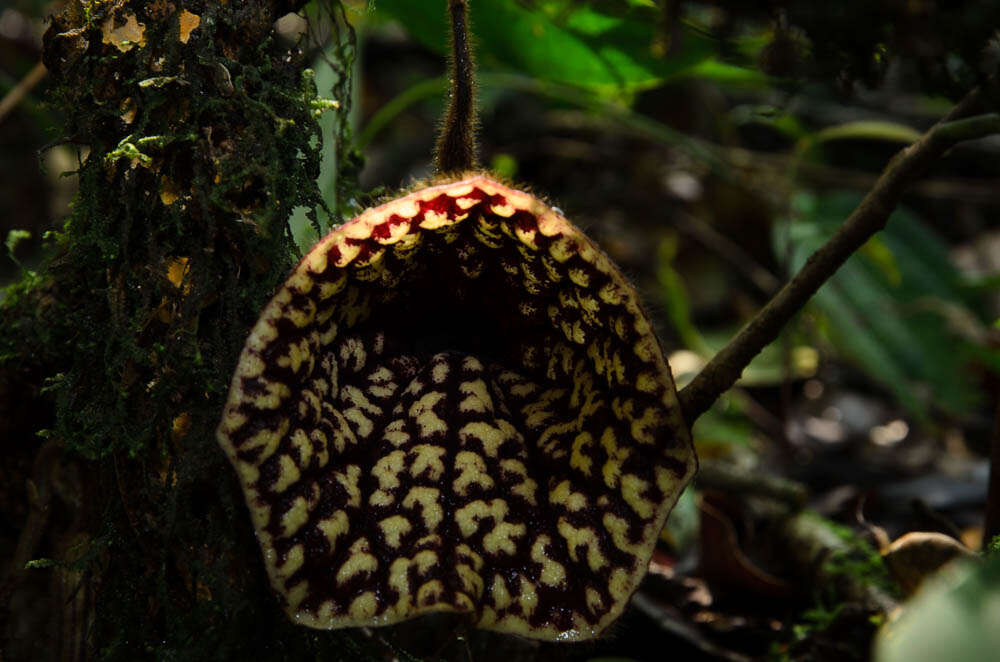 Image of Aristolochia petelotii O. C. Schmidt