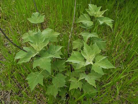 Image of swamp rosemallow