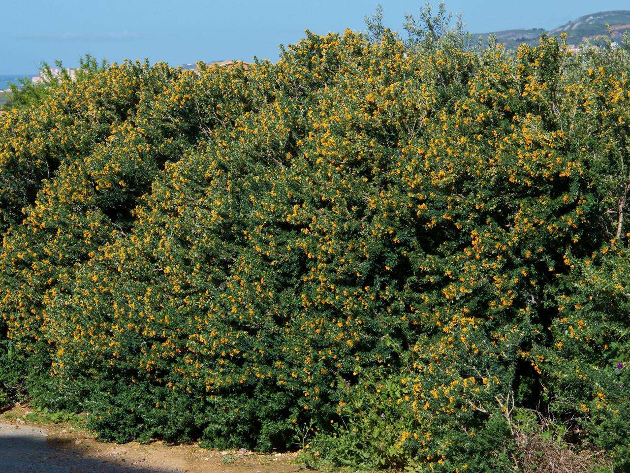 Imagem de Medicago arborea L.