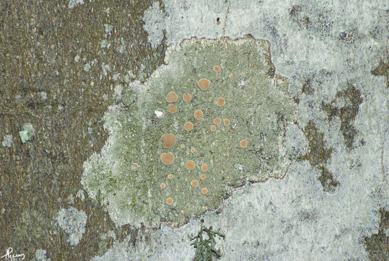 Imagem de Lecanora chlarotera Nyl.