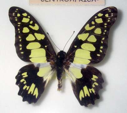 Imagem de Graphium tynderaeus (Fabricius 1793)