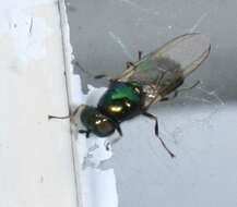 Plancia ëd Microchrysa