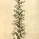 Image of Erica daphniflora var. muscari (Andr.) H. Bol.