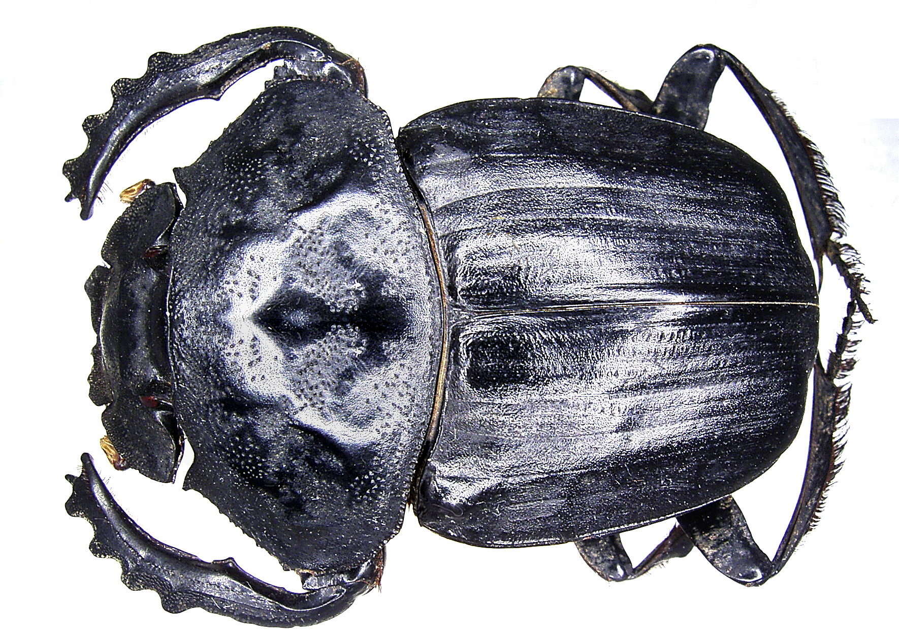 Image of Pachylomera