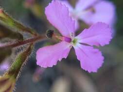 Sivun Stylidium albomontis Carlq. kuva