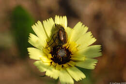 Image of umbrella milkwort