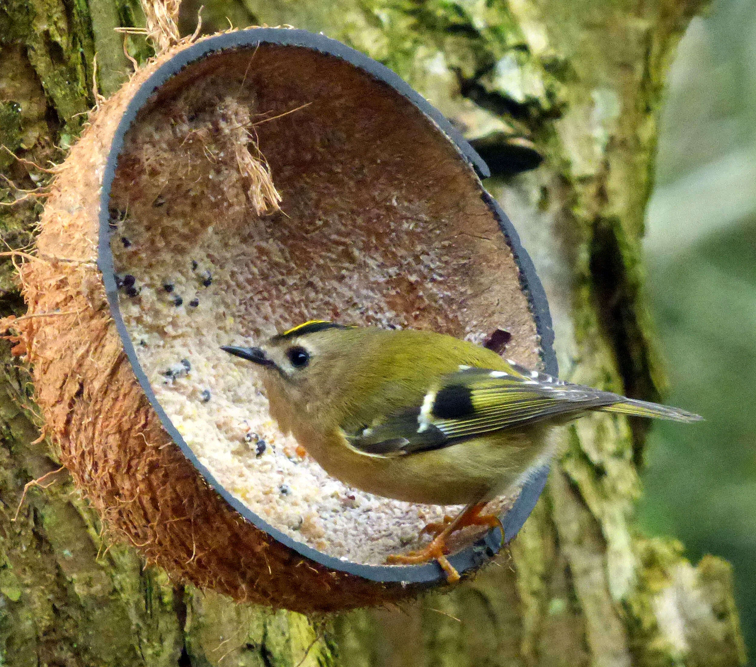 Image of goldcrests and kinglets