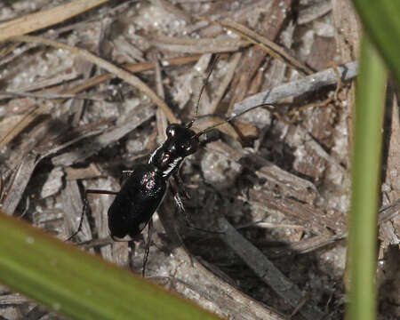 Image of Cicindela (Cicindelidia) scabrosa Schaupp 1884