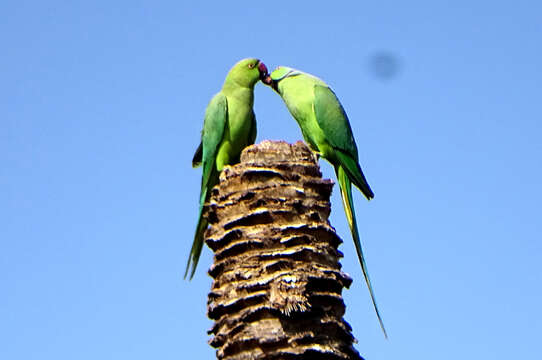 Image of Ring-necked Parakeet