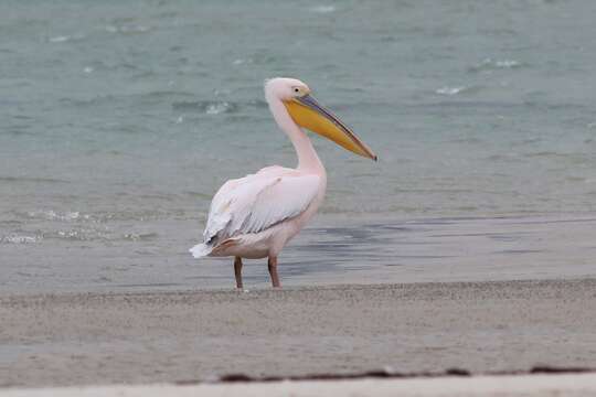 Image of Great White Pelican